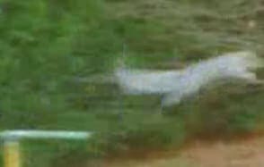 Squirrel leaping