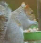 Squirrel gets nuts