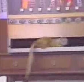 Squirrel gets chocolate
