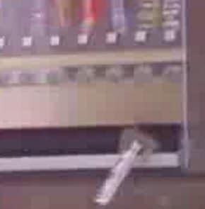 Squirrel steals chocolate
