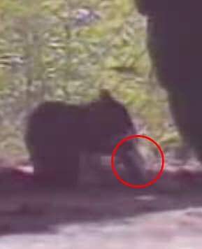 Squirrel opens chocolate wrapper