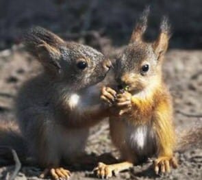 Funny Squirrel Behind You