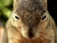 Squirrel on guard