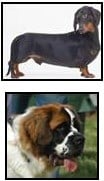 St Bernard
