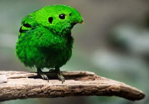 St Patrick's day Parrot