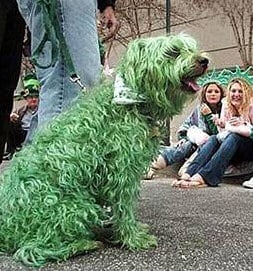 St Patrick's day dog - green rinse