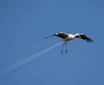 Stork vapour trail