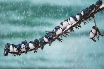 Swallows on a Wire