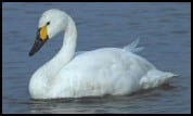 Bewick Swan