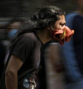 Funny Pictures. Swine Flu - Pigs unite