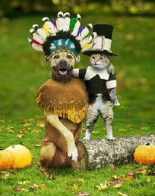 Cat and Dog - Friends at Thanksgiving