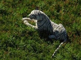 Tiger England