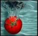 Free download of a Picture of a Tomato high-speed photo