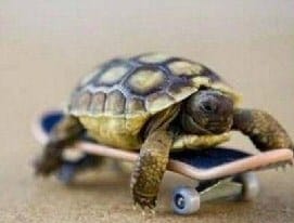 Tortoise on a skateboard