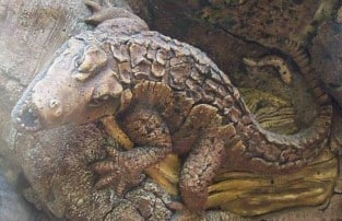 Tree of Life - Crocodile Picture