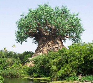 Tree of Life