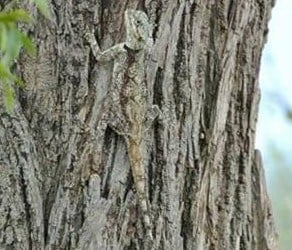 Tree lizard camouflage