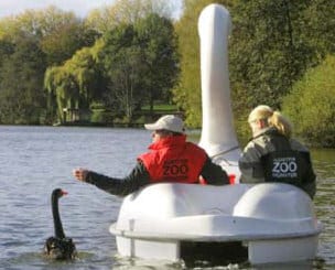 Swans Story for Valentines