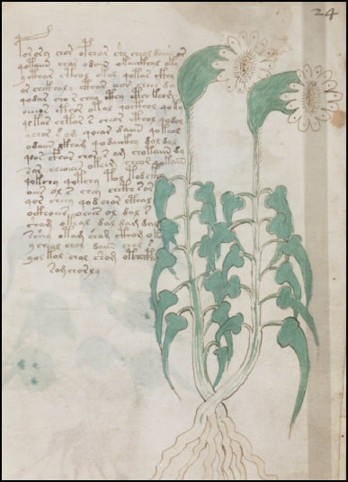 Voynich Manuscript