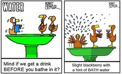 Birds Drinking