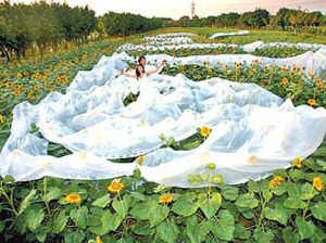 200 Meter wedding dress