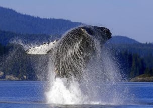 Spectacular Whale