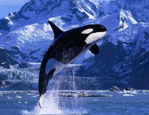 Spectacular Whale