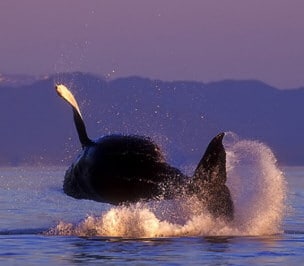 Is it a bird? No, it's a whale