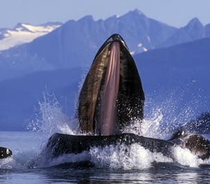 Spectacular Whale