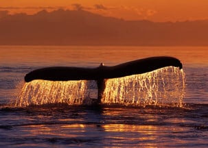 Spectacular Whale