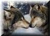 Wolves Within - Inspirational Story