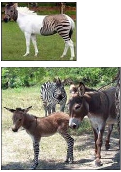zonkey and zorse