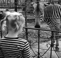 Zebra car