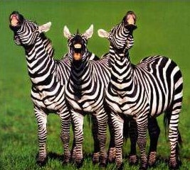 Zebra's laughing